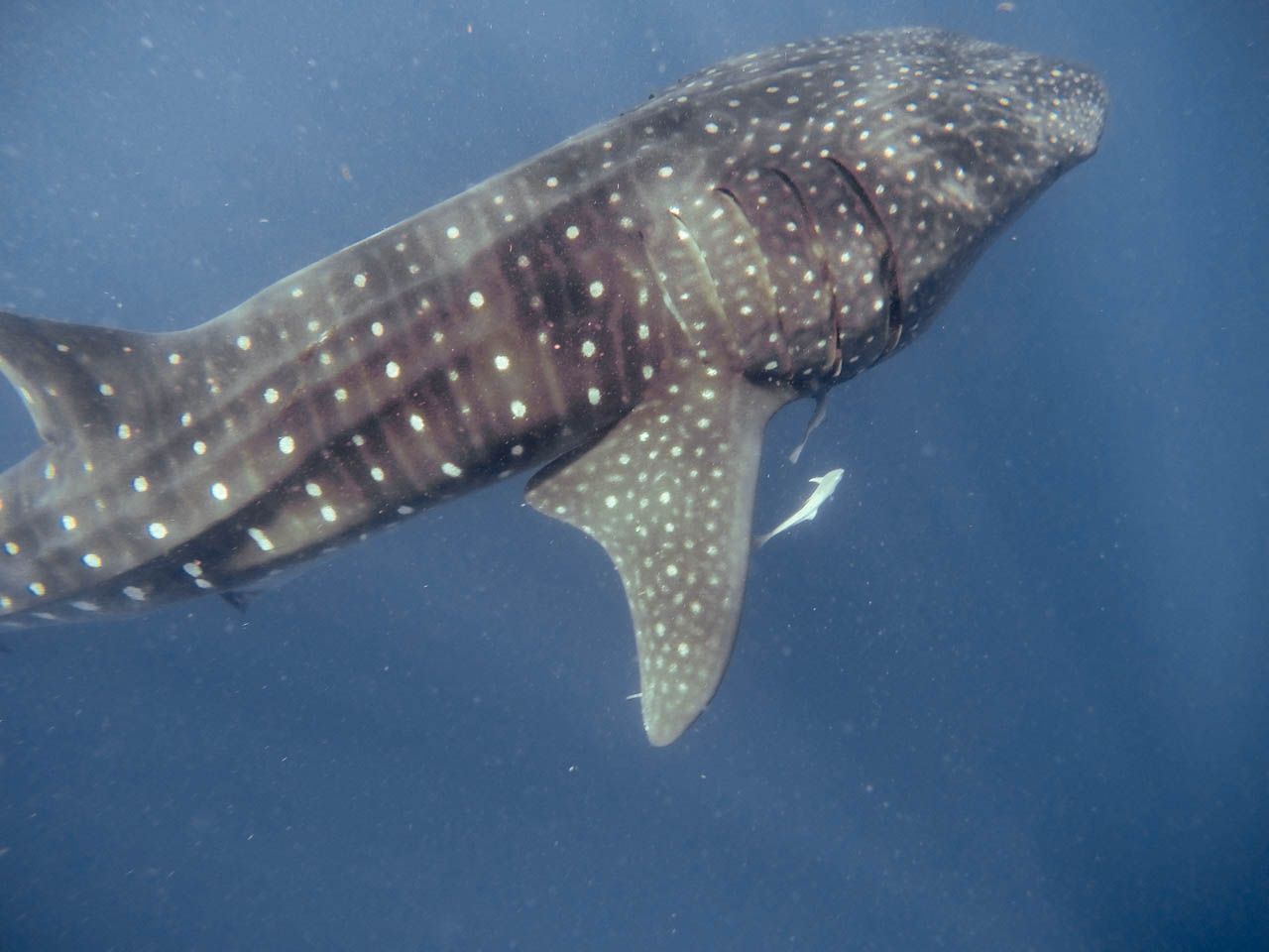 Swim with whale sharks in Isla Holbox